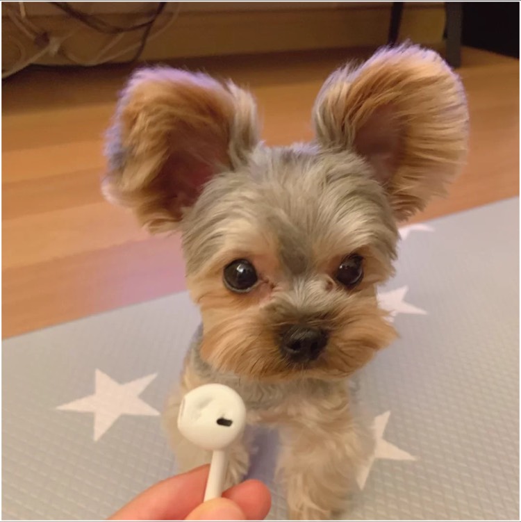 B***狗