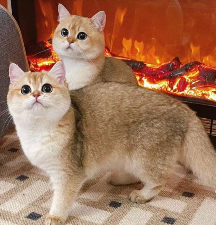 用户富***猫