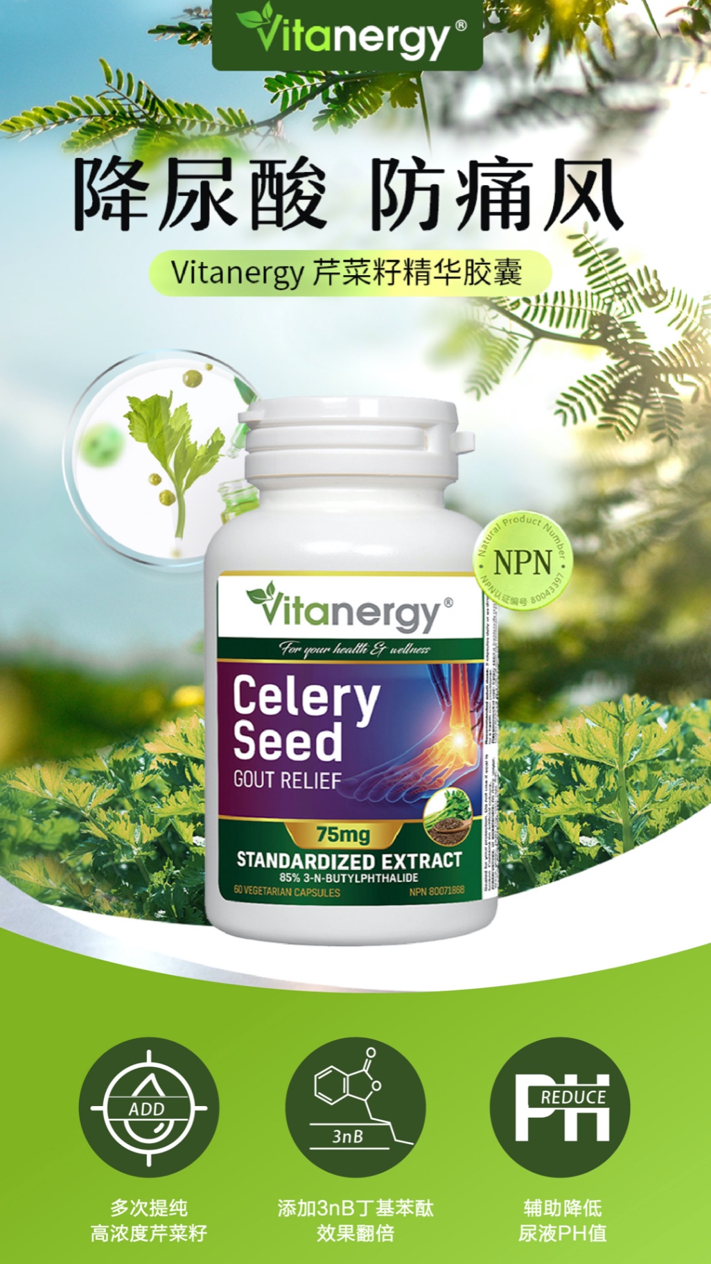 商品[国内直发] Vitanergy|【 2025年7月有效期】加拿大Vitanergy维生能芹菜籽精华150粒/瓶 缓解痛风 降低尿酸 | Celery Seed VCAP 150 ,价格¥96,第1张图片详细描述