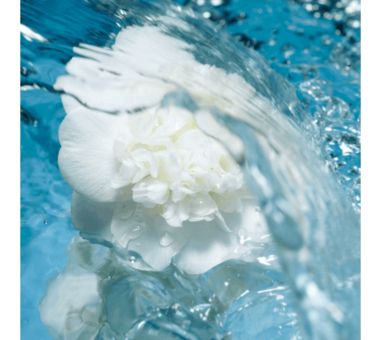 商品Chanel|法国香奈儿Chanel山茶花保湿乳霜50g滋润型,价格¥775,第3张图片详细描述