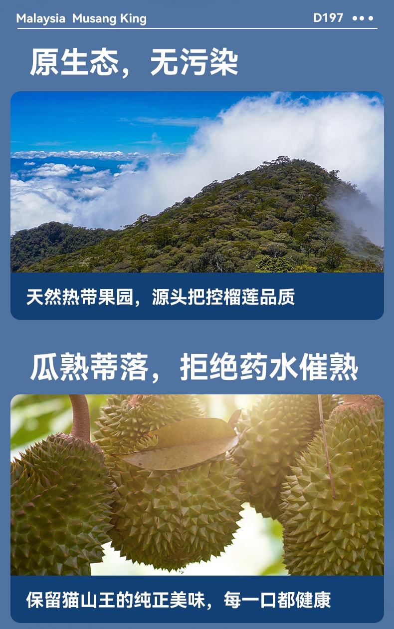 商品[国内直发] Dr.Surprise|市舶士马来西亚彭亨州猫山王 新鲜水果液氮冷冻保鲜带壳榴莲D197整个【非次日达】,价格¥9423,第7张图片详细描述