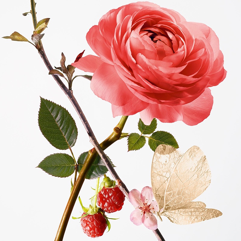 商品Annick Goutal|Annick Goutal安霓可古特尔绒球玫瑰中性淡香水50ml EDT持久淡香,价格¥634,第4张图片详细描述
