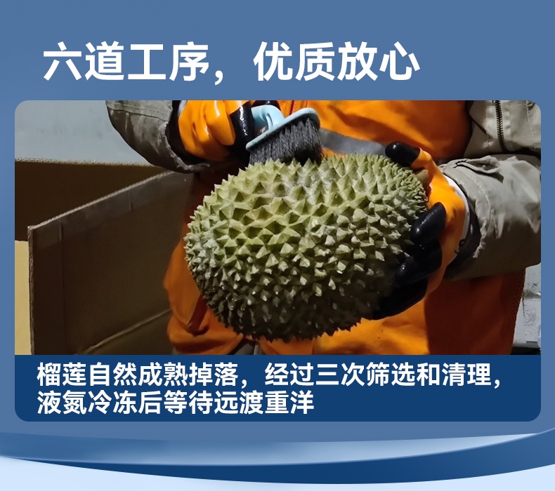 商品[国内直发] Dr.Surprise|市舶士马来西亚彭亨州猫山王 新鲜水果液氮冷冻保鲜带壳榴莲D197整个【非次日达】,价格¥9423,第8张图片详细描述