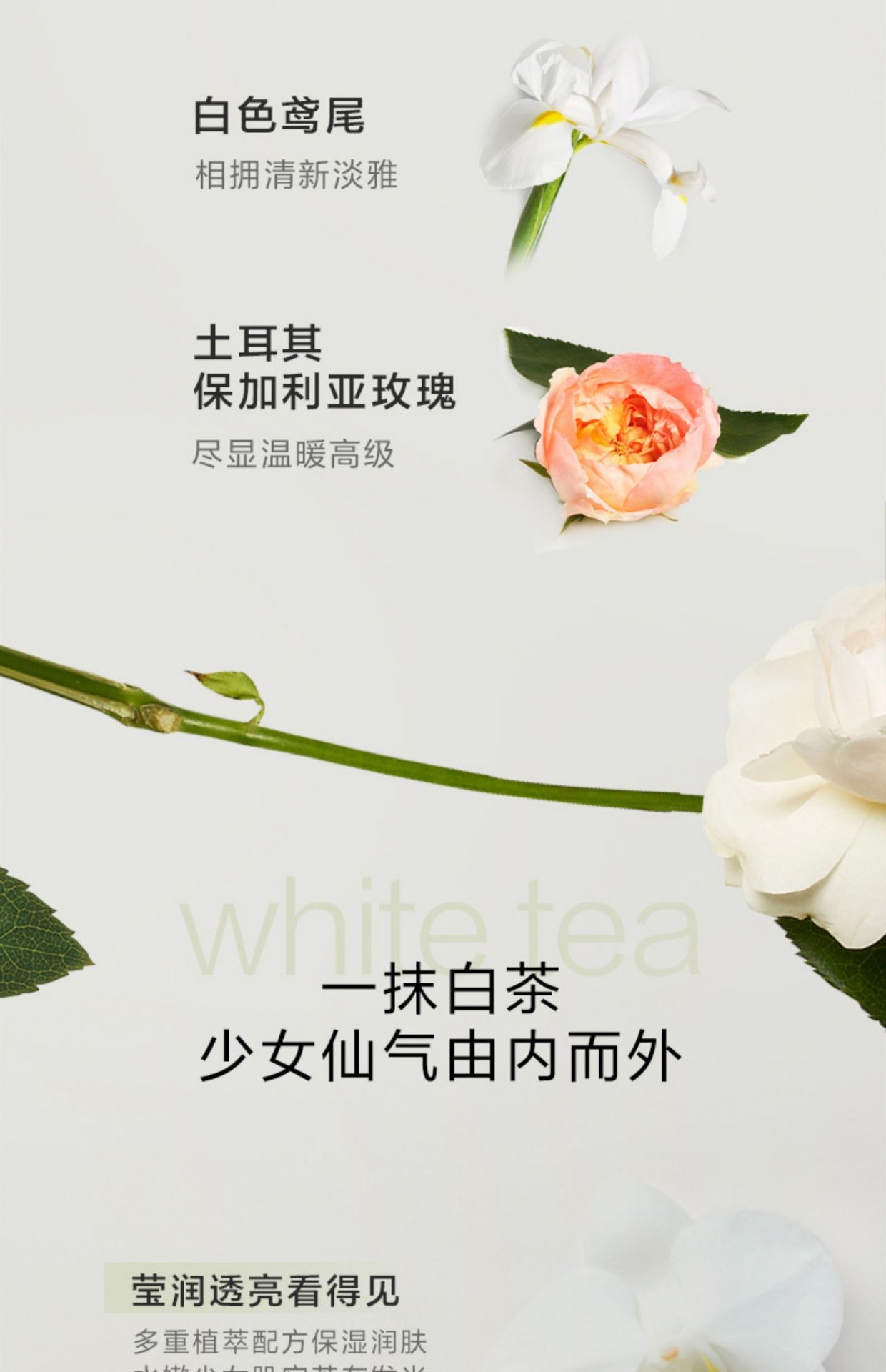 商品Elizabeth Arden|Elizabeth Arden 伊丽莎白雅顿 白茶香氛身体乳身体霜润肤露 400ml 柔润裹肤 抗氧鲜活,价格¥183,第3张图片详细描述