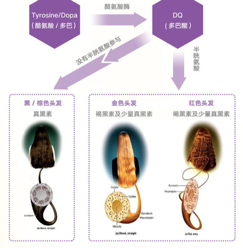 商品GNC|左旋谷胱甘肽胶囊 500mg,价格¥259,第7张图片详细描述