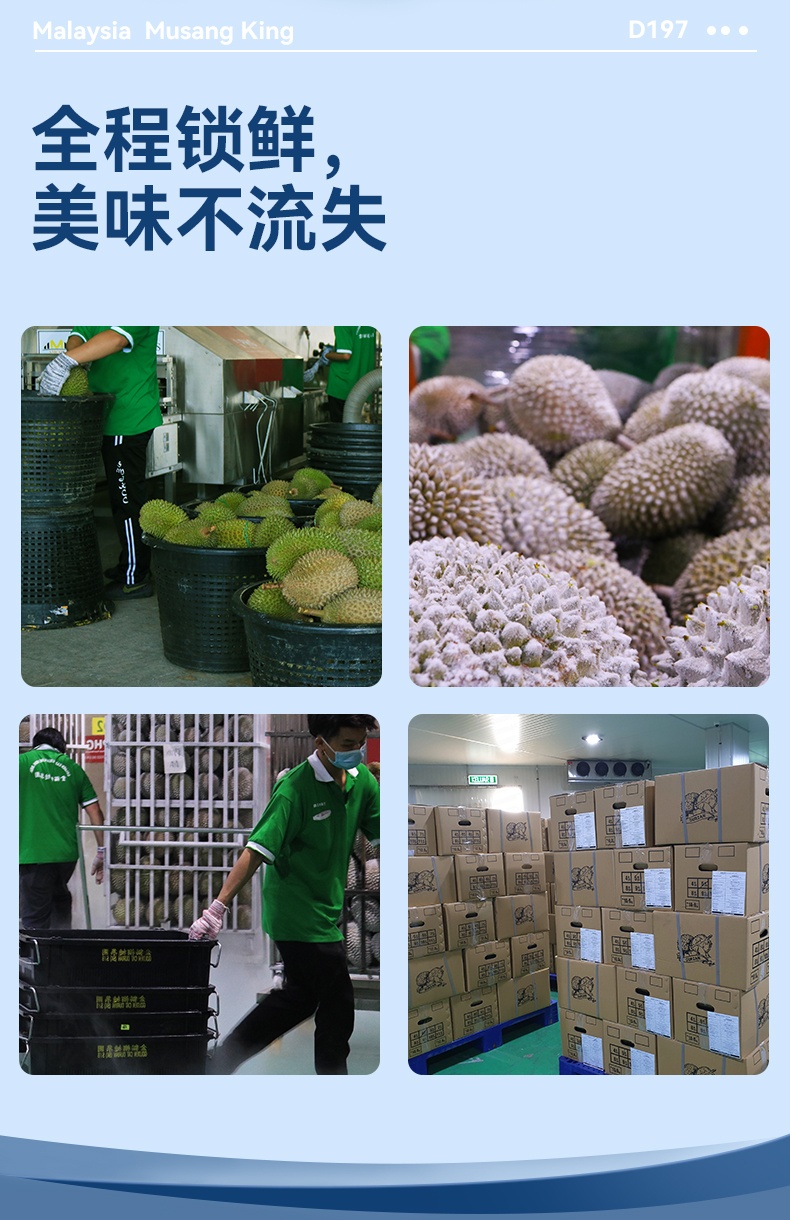 商品[国内直发] Dr.Surprise|市舶士马来西亚彭亨州猫山王 新鲜水果液氮冷冻保鲜带壳榴莲D197整个【非次日达】,价格¥9423,第9张图片详细描述