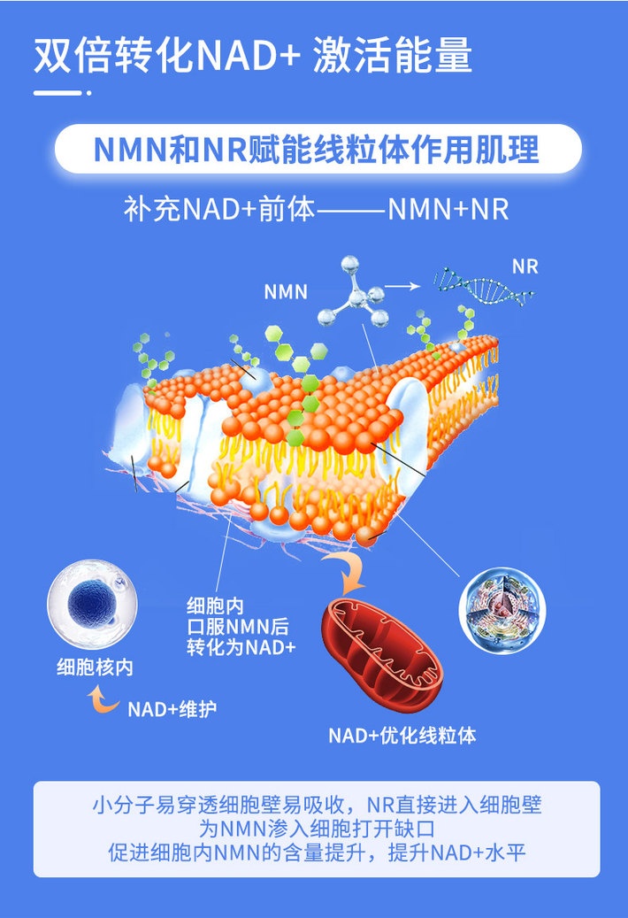 商品Healthbetber|美国进口Healthbetber NMN67000 线粒体修复衰老搭烟酰胺NAD+补充剂 30粒体验装 适合免疫低下等,价格¥211,第5张图片详细描述