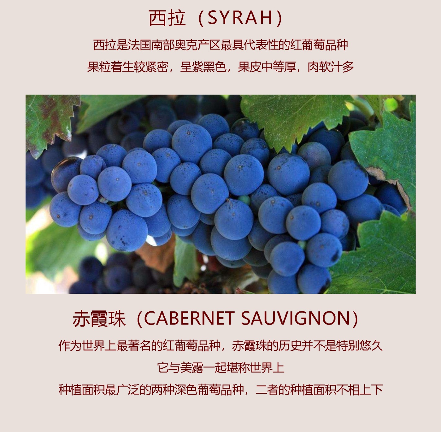 商品[国内直发] Penfolds|奔富BIN389西拉赤霞珠干红葡萄酒澳洲原瓶进口红酒假一赔十支持验证,价格¥612,第7张图片详细描述