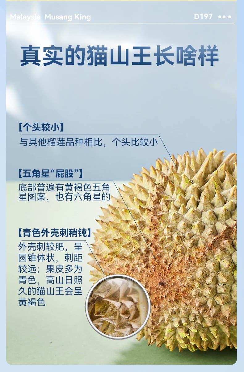 商品[国内直发] Dr.Surprise|市舶士马来西亚彭亨州猫山王 新鲜水果液氮冷冻保鲜带壳榴莲D197整个【非次日达】,价格¥9423,第5张图片详细描述