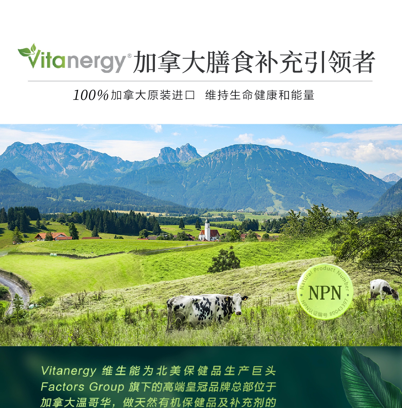 商品[国内直发] Vitanergy|加拿大Vitanergy维生能肉桂精华 平衡血糖 增强体质 调节高血糖 60/瓶 | Cinnamon Extract【有效期2024年8月】,价格¥29,第11张图片详细描述