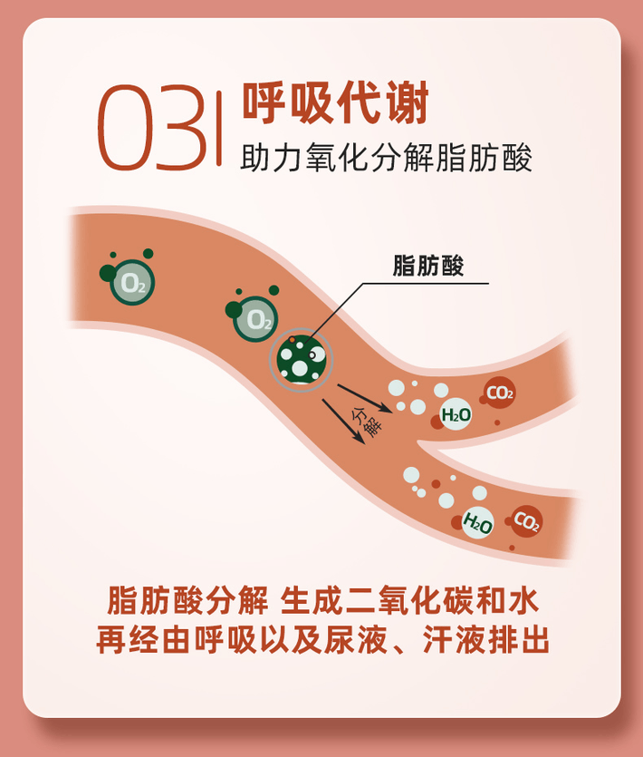 商品[国内直发] Biowell|【减脂组合】柑橘多酚211k+柠檬多酚纤腿片 餐后阻断脂肪碳水淀粉阻断剂抗油膳食嗨吃片,价格¥372,第12张图片详细描述