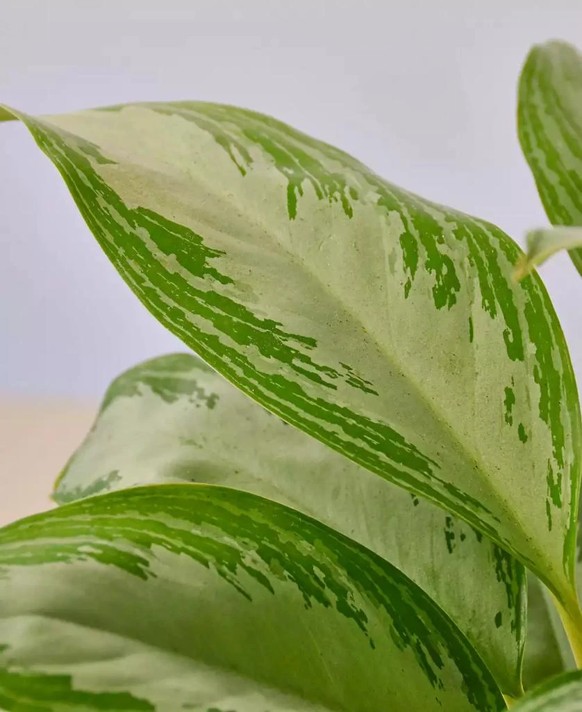 商品House Plant Shop|Chinese Evergreen Silver Bay Live Plant, 4" Pot,价格¥186,第2张图片详细描述