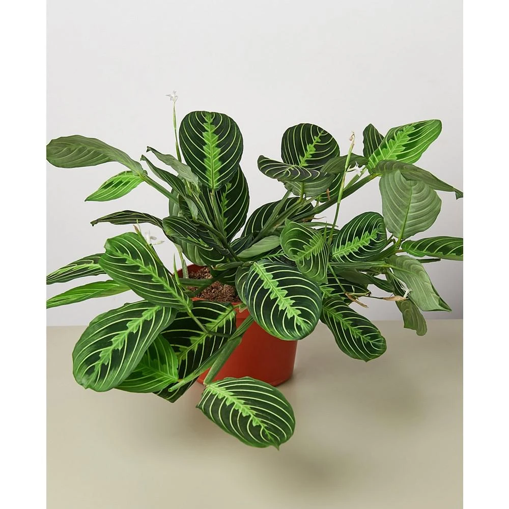 商品House Plant Shop|Maranta 'Lemon Lime' Live Plant, 6" Pot,价格¥225,第1张图片