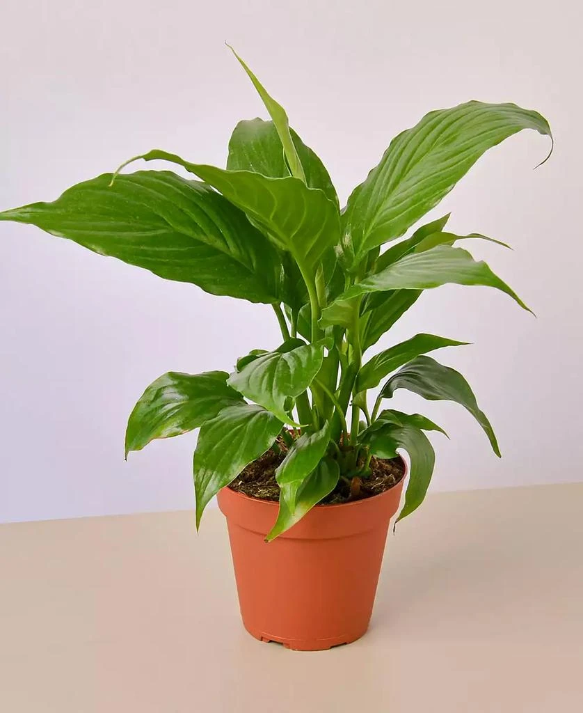 商品House Plant Shop|Spathiphyllum 'Peace Lily' Live Plant, 4" Pot,价格¥135,第1张图片