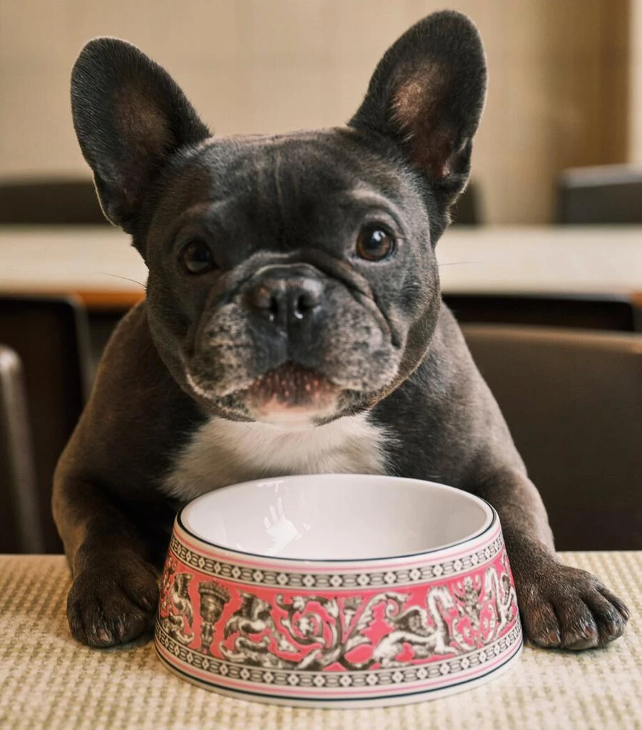 商品Wedgwood|Bone China Florentine Pet Bowl (17cm),价格¥1375,第2张图片详细描述