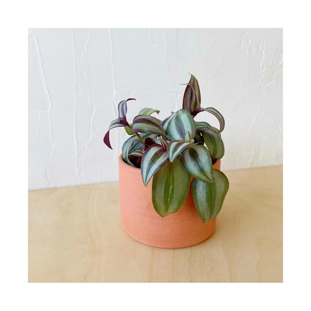 商品Tierra Sol Studio|Tradescantia Zebrina Plant Kit - Terracotta,价格¥449,第1张图片