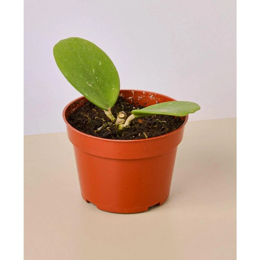 商品House Plant Shop|Hoya Obovata Live Plant, 4" Pot,价格¥150,第1张图片