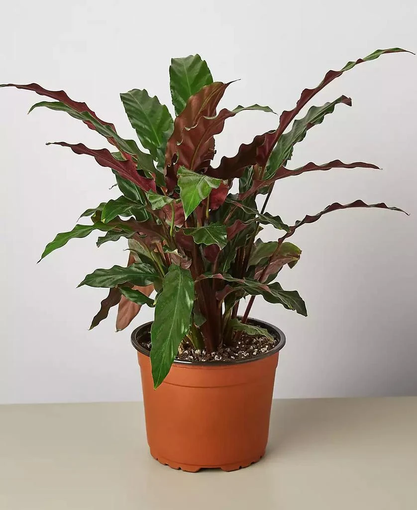 商品House Plant Shop|Calathea Rufibarba 'Furry Feather' Live Plant, 6" Pot,价格¥325,第1张图片