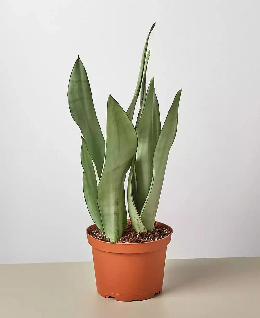 商品House Plant Shop|Snake Plant Moonshine Live Plant, 6" Pot,价格¥191,第1张图片