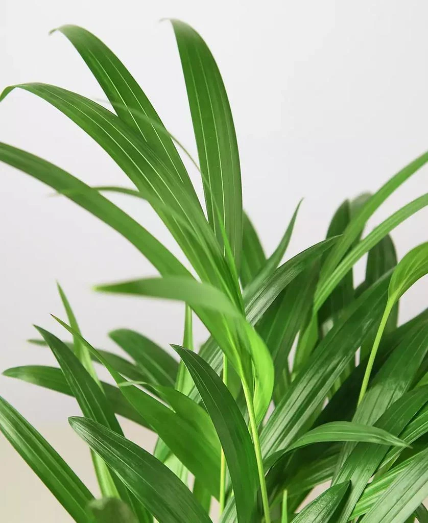 商品House Plant Shop|Areca Palm Live Plant, in 6" Pot,价格¥191,第2张图片详细描述