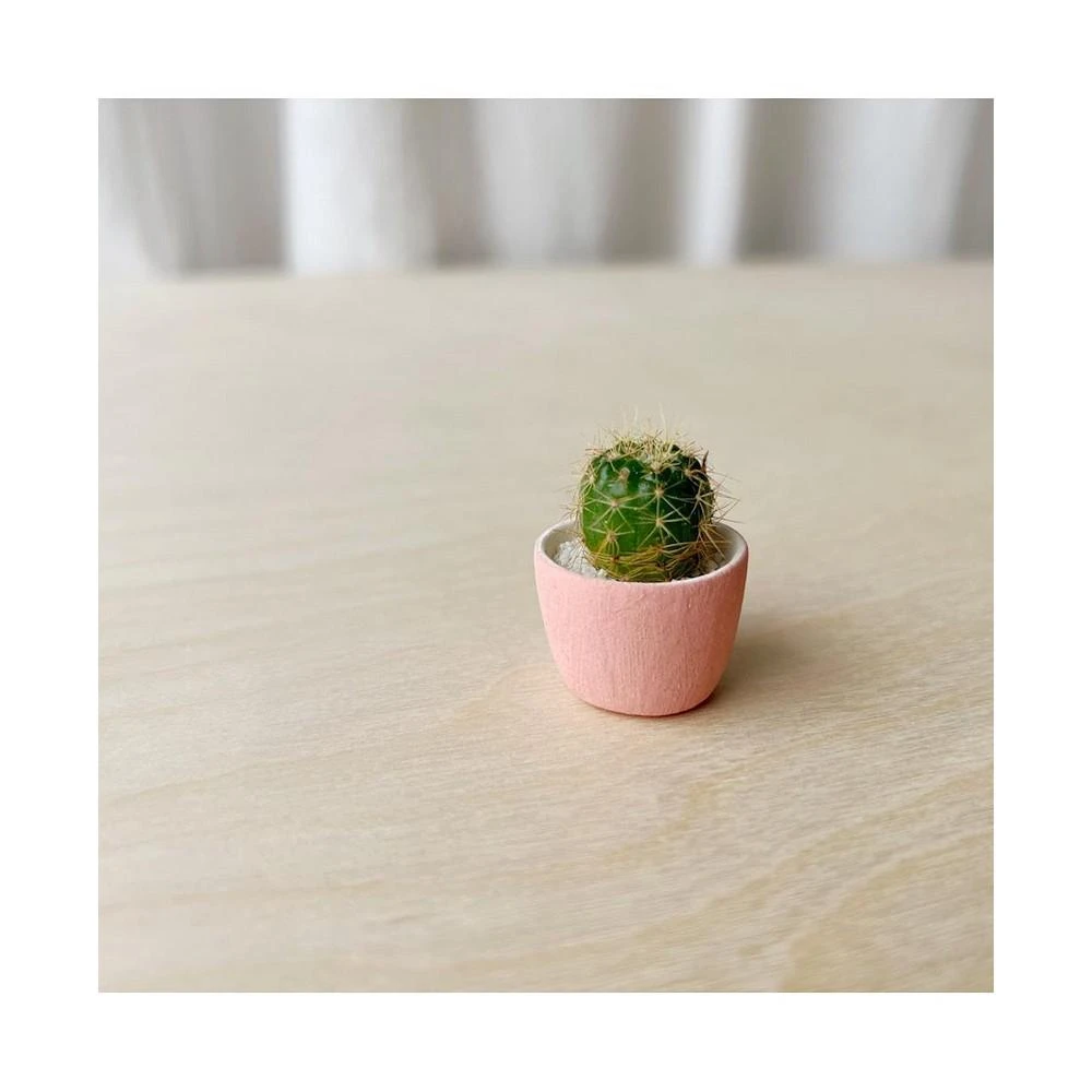 商品Tierra Sol Studio|Frank Mini Cactus Kit,价格¥164,第1张图片