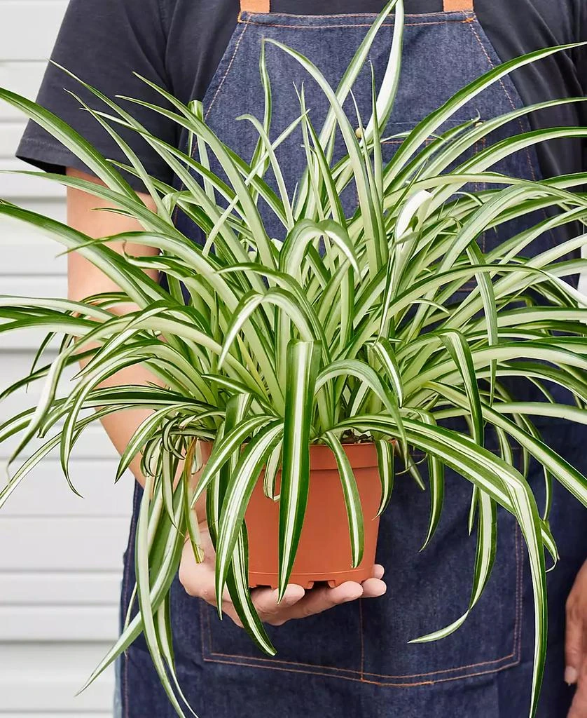 商品House Plant Shop|Spider Reverse Live Plant, 6" Pot,价格¥191,第2张图片详细描述