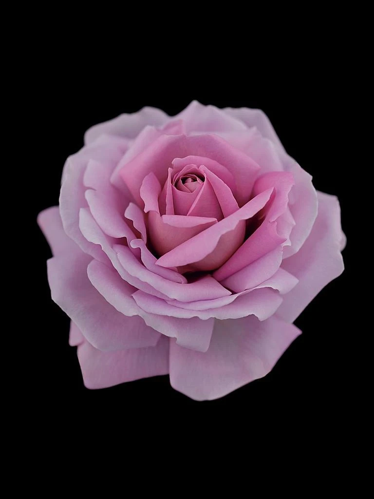 商品Cle de Peau|Synactif Enriched SPF 19 Daytime Moisturizer,价格¥1922,第4张图片详细描述