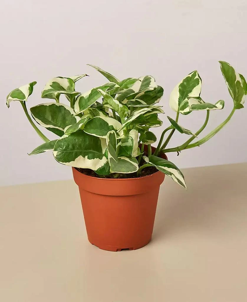 商品House Plant Shop|Pothos 'N'Joy' Live Plant, 4" Pot,价格¥96,第1张图片