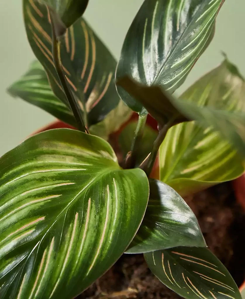 商品House Plant Shop|Calathea 'Beauty Star' Live Plant, 4" Pot,价格¥202,第3张图片详细描述