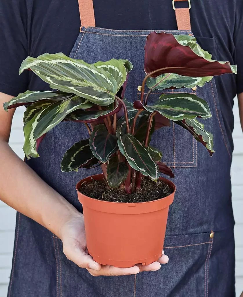 商品House Plant Shop|Calathea Roseopicta 'Medallion' Live Plant, 6" Pot,价格¥314,第3张图片详细描述