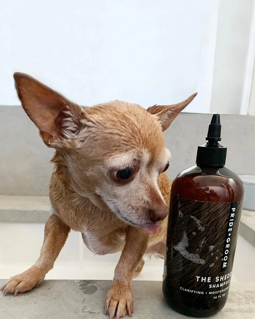 商品Pride + Groom|16 oz. The Shedder Dog Shampoo,价格¥249,第3张图片详细描述