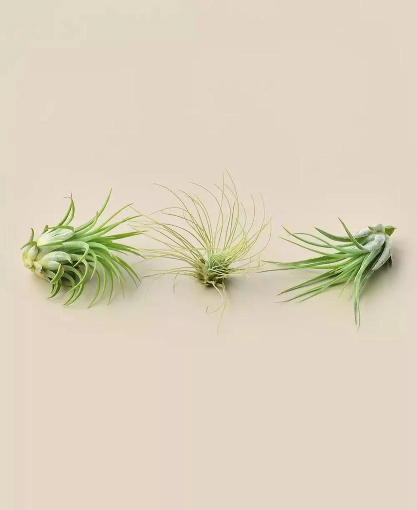 商品House Plant Shop|Live Air Plants, Pack of 3,价格¥149,第1张图片