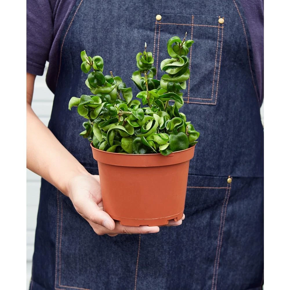 商品House Plant Shop|Hoya Rope Live Plant, 6" Pot,价格¥262,第3张图片详细描述