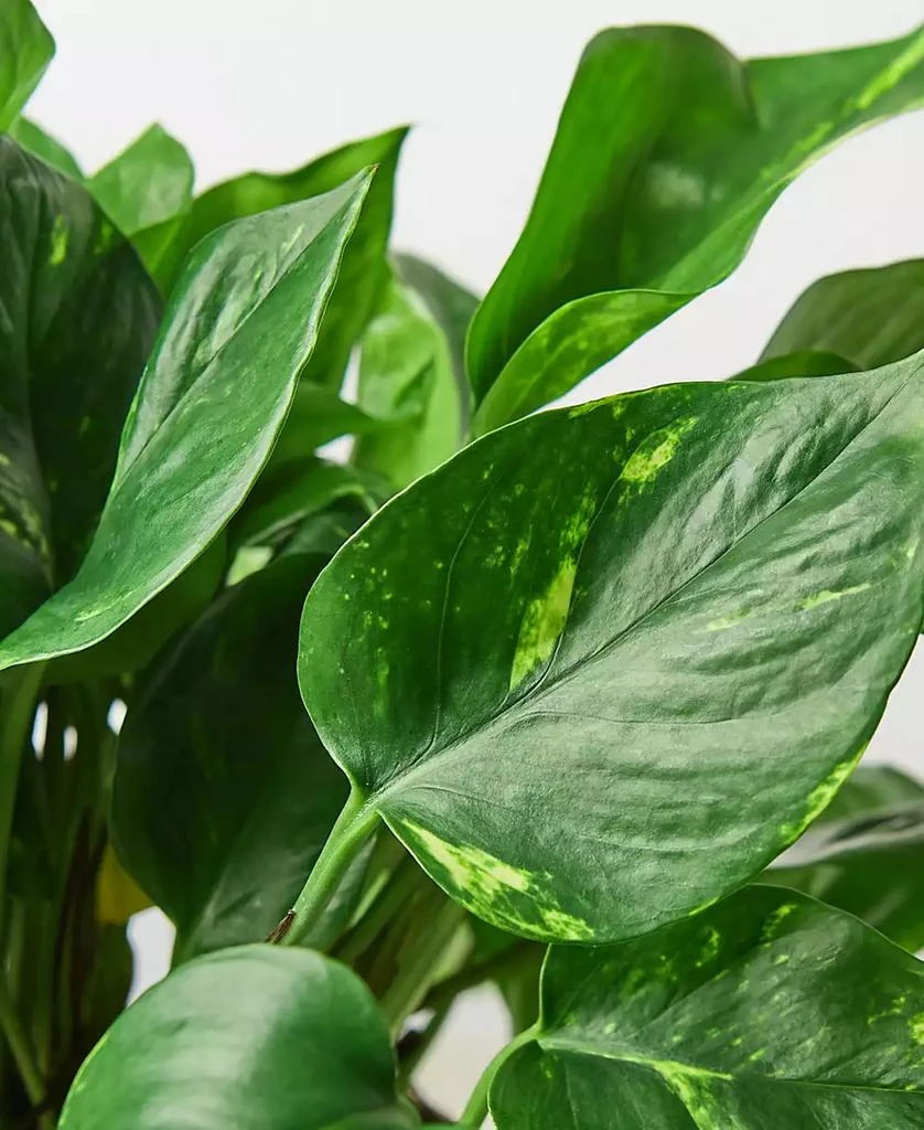 商品House Plant Shop|Pothos Golden Live Plant, 6" Pot,价格¥191,第2张图片详细描述