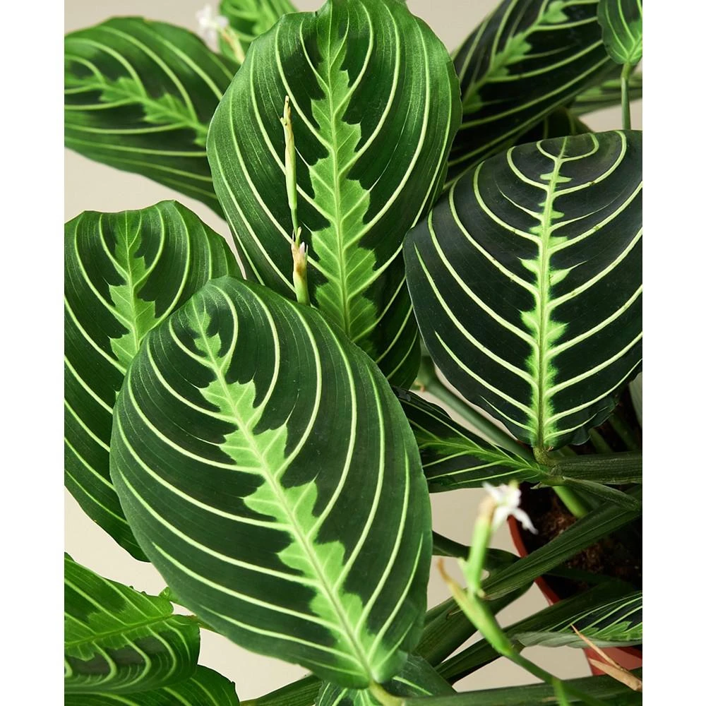 商品House Plant Shop|Maranta 'Lemon Lime' Live Plant, 6" Pot,价格¥225,第2张图片详细描述