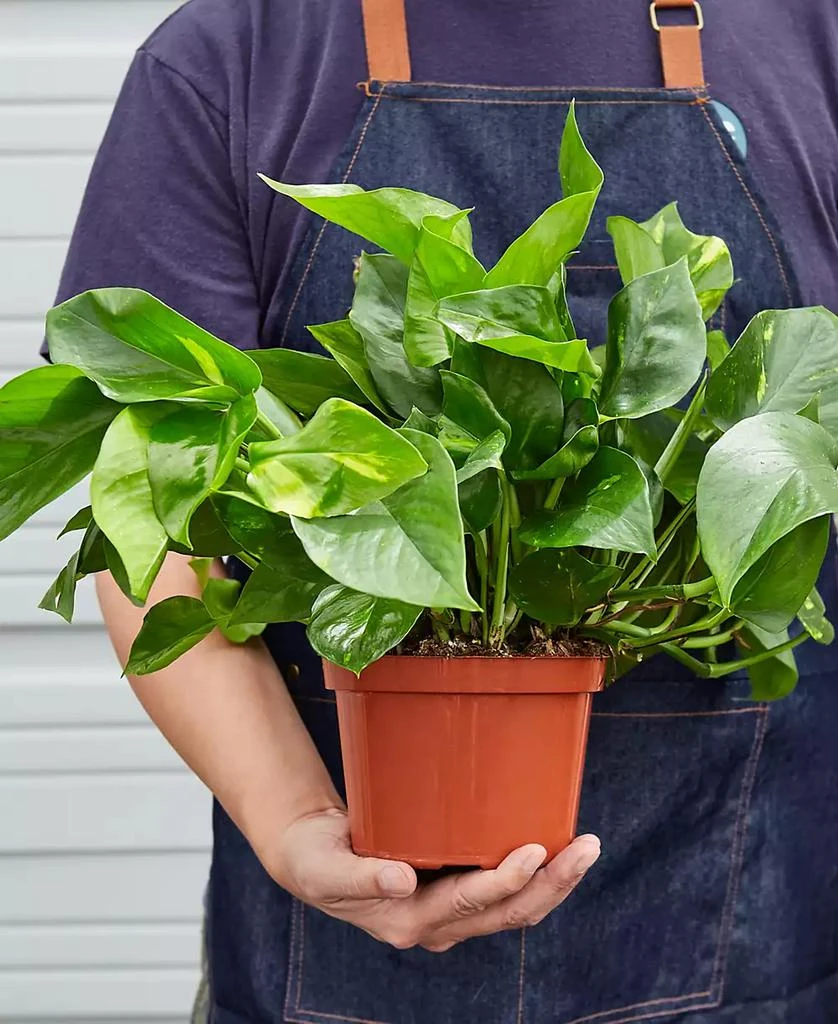 商品House Plant Shop|Pothos Golden Live Plant, 6" Pot,价格¥191,第3张图片详细描述