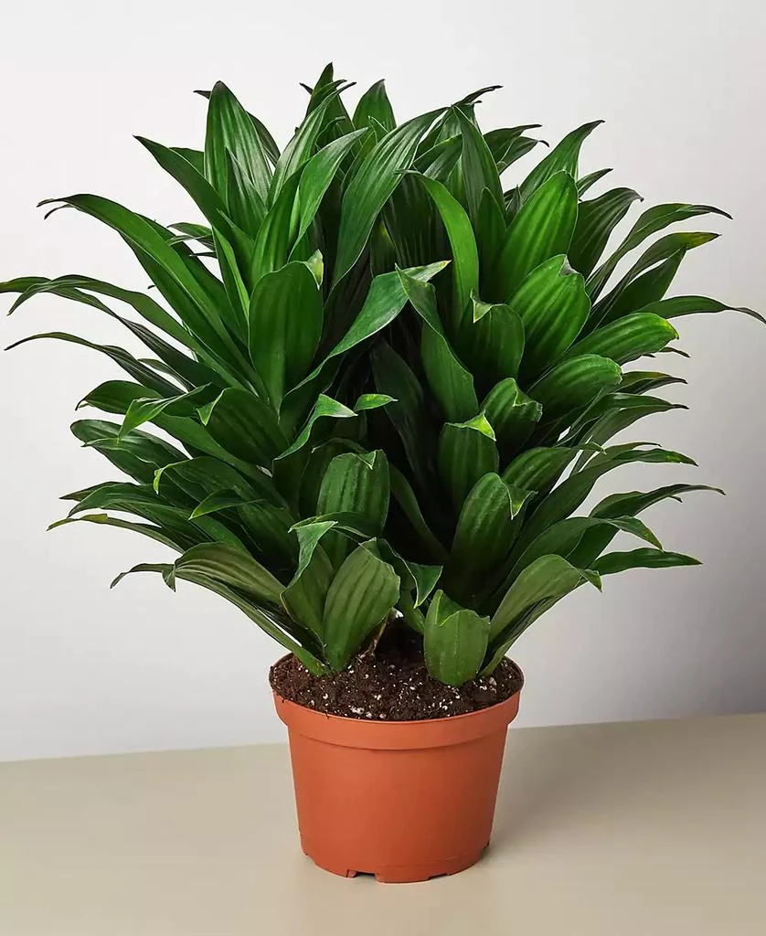 商品House Plant Shop|Dracaena 'Janet Craig' Live Plant, 6" Pot,价格¥225,第1张图片