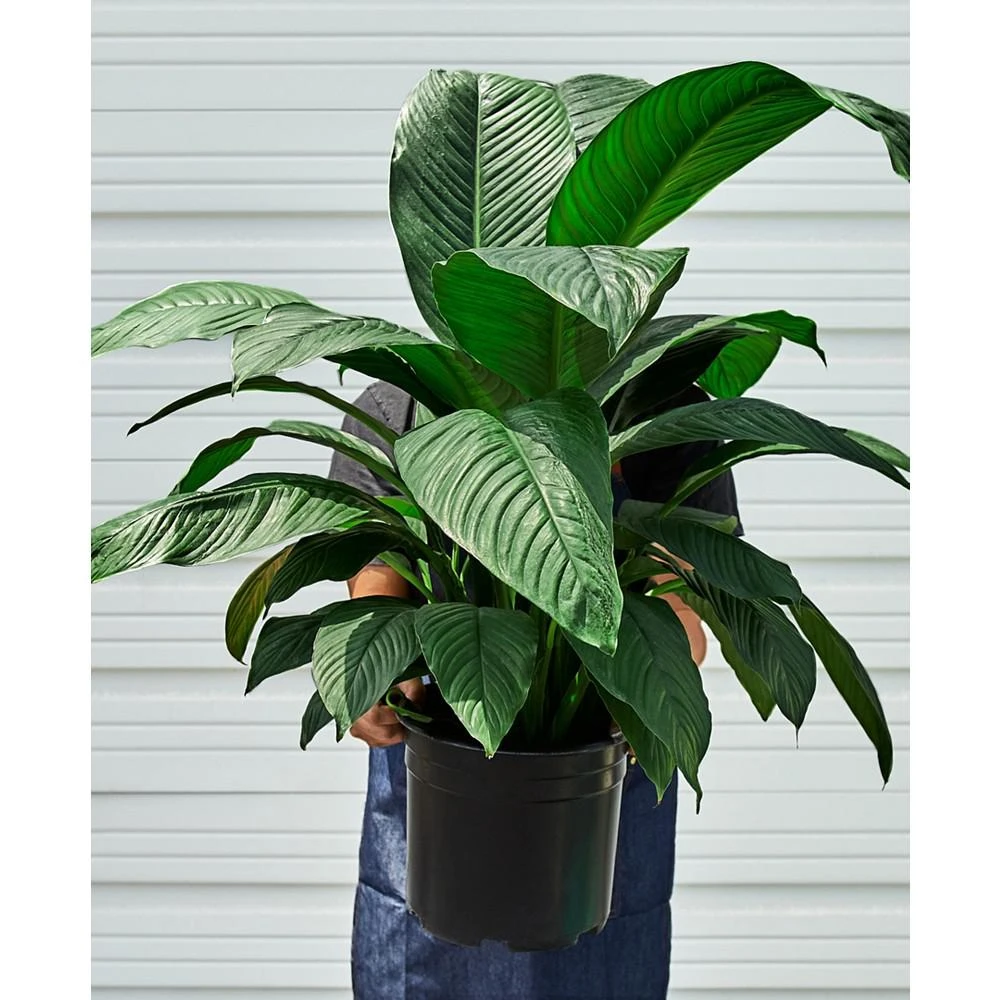 商品House Plant Shop|Spathiphyllum Peace Lily Live Plant, 10" Pot,价格¥927,第3张图片详细描述