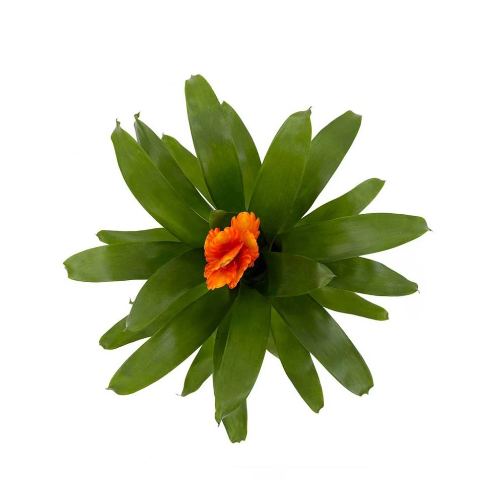 商品BloomsyBox|Fiery Bromeliad Live Plant,价格¥464,第2张图片详细描述