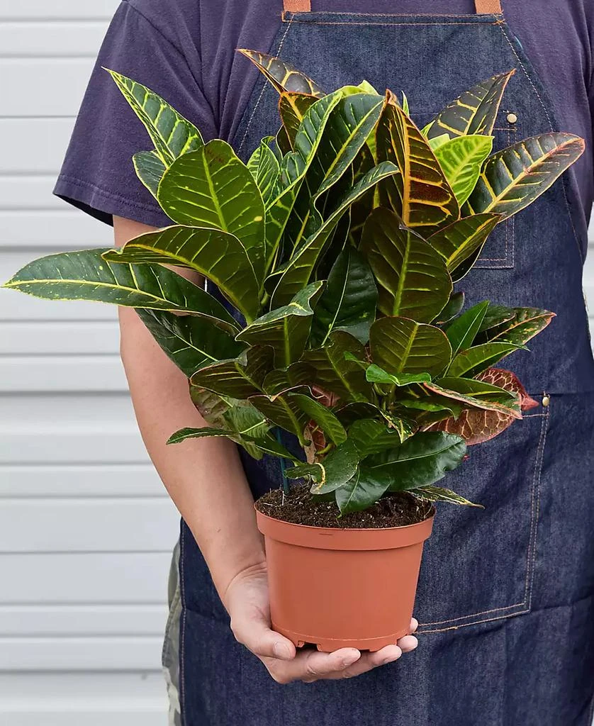 商品House Plant Shop|Croton Petra 'Joseph's Coat' Live Plant, 6" Pot,价格¥232,第2张图片详细描述