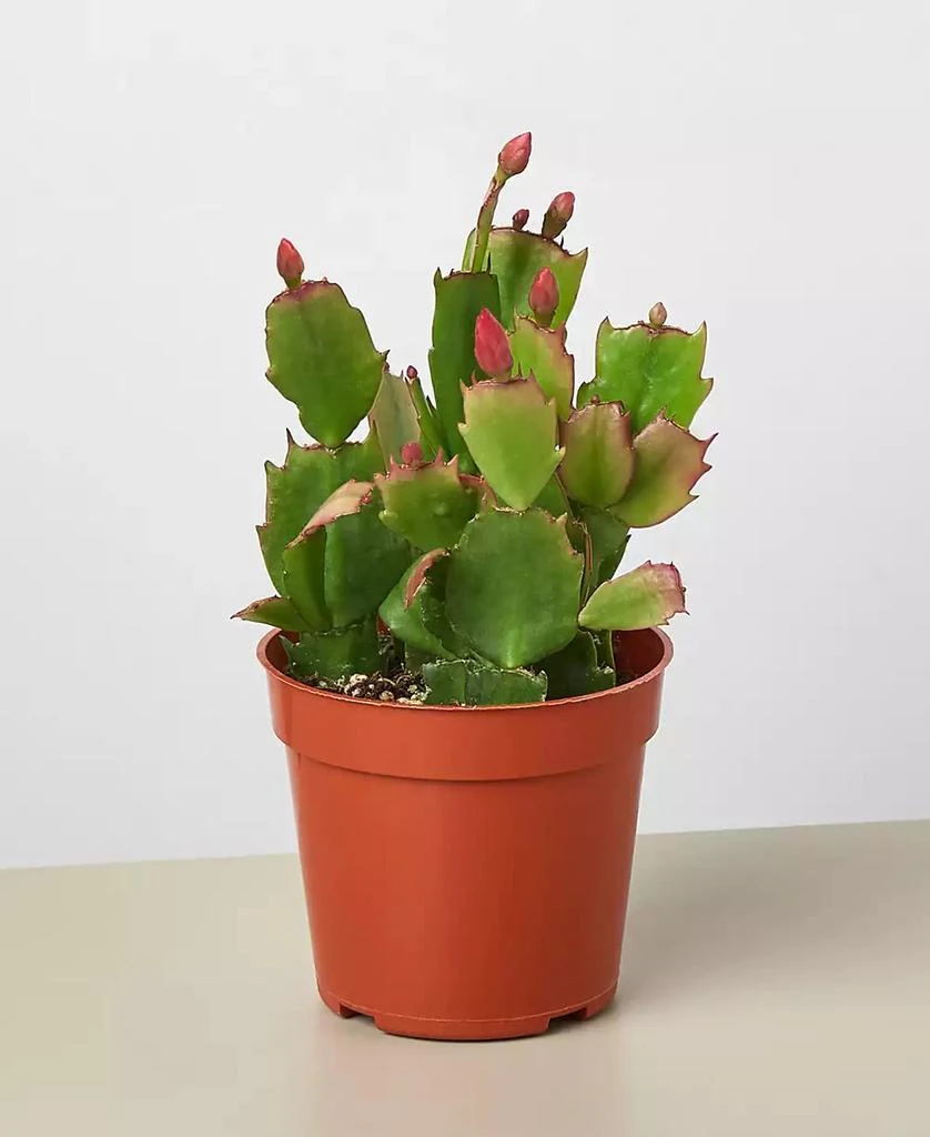 商品House Plant Shop|Zygo Christmas Cactus in 4" Pot,价格¥187,第2张图片详细描述