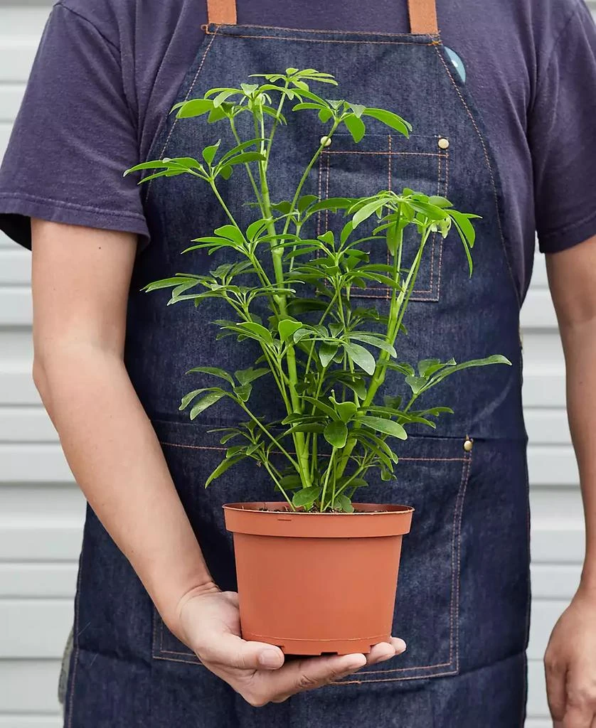 商品House Plant Shop|Schefflera Arboricola 'Umbrella Plant' Live Plant, 6" Pot,价格¥225,第2张图片详细描述