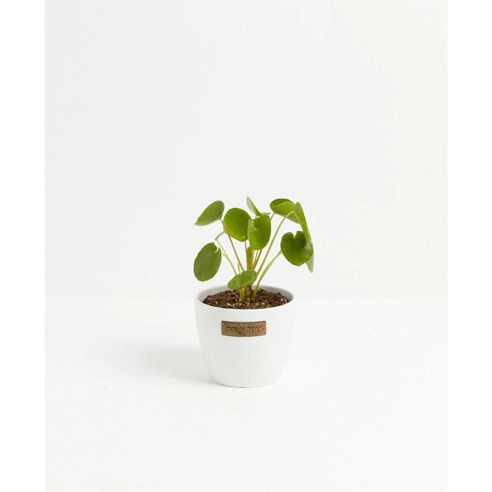 商品Lively Root|Chinese Money Plant Live Plant, 4" Coco Eco Pot,价格¥374,第1张图片