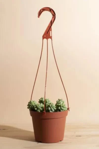 商品Home Botanicals|Home Botanicals Hanging Burrito Sedum Succulent in 6" Grow Pot with Hanger Included,价格¥224,第1张图片
