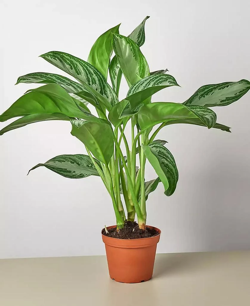商品House Plant Shop|Chinese Evergreen 'Silver Bay' Live Plant, 6" Pot,价格¥267,第1张图片