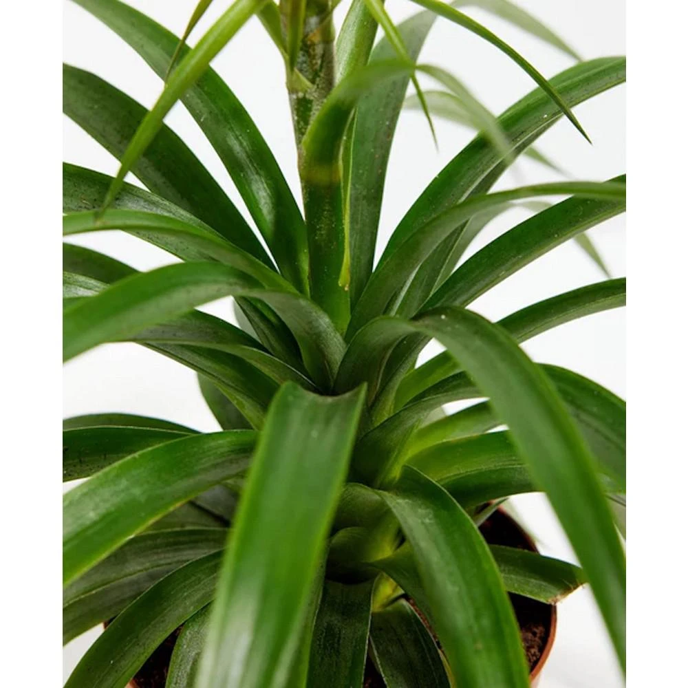 商品Lively Root|Pineapple Plant with Fruit Live Plant, 4 in Chai Pot,价格¥427,第3张图片详细描述