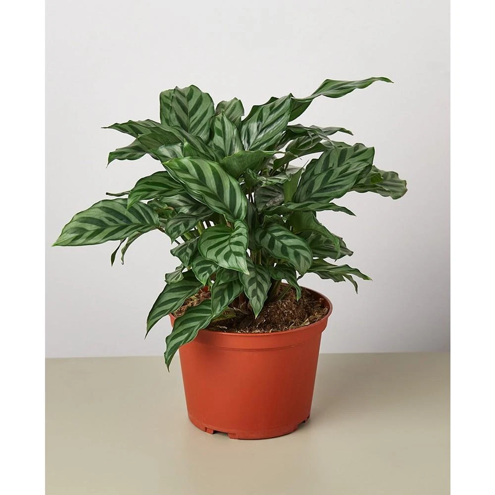 商品House Plant Shop|Calathea Concinna 'Freddie' Live Plant, 6" Pot,价格¥314,第1张图片