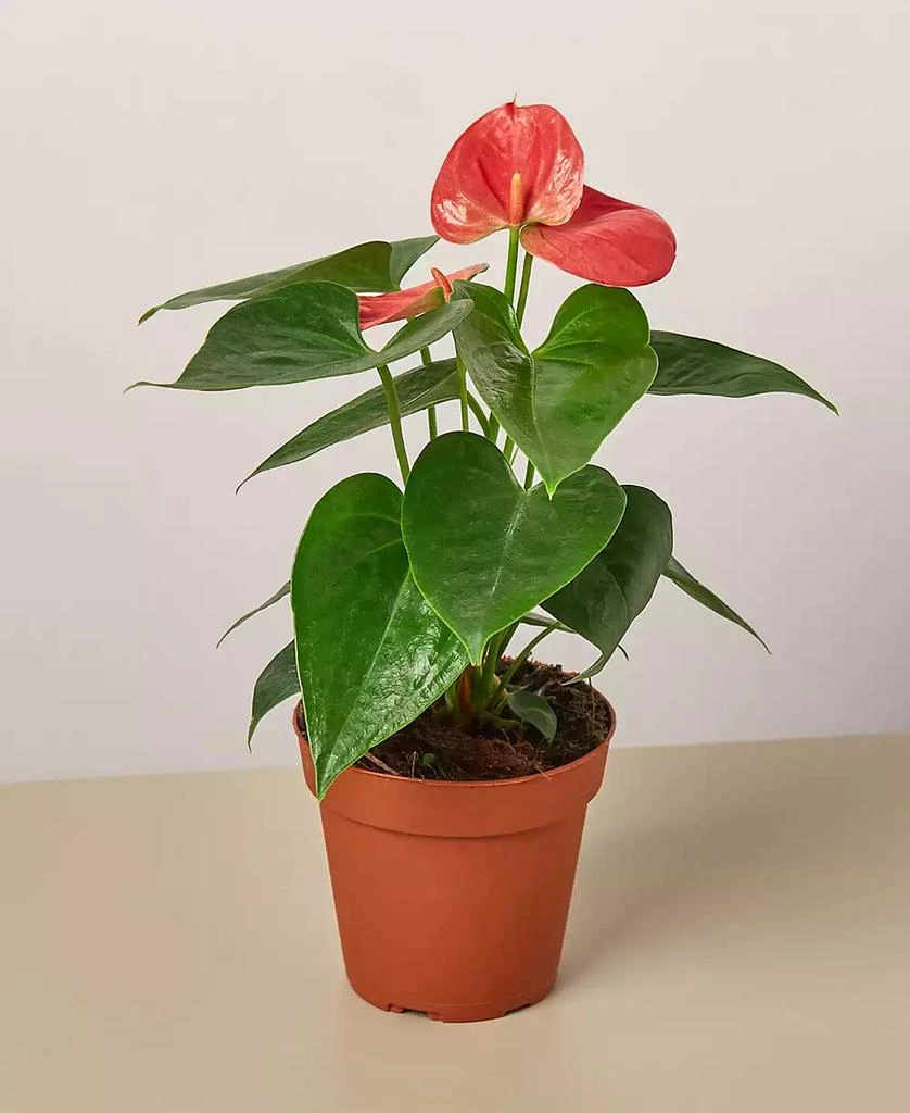 商品House Plant Shop|Pink Anthurium Live Plant, 4" Pot,价格¥150,第1张图片