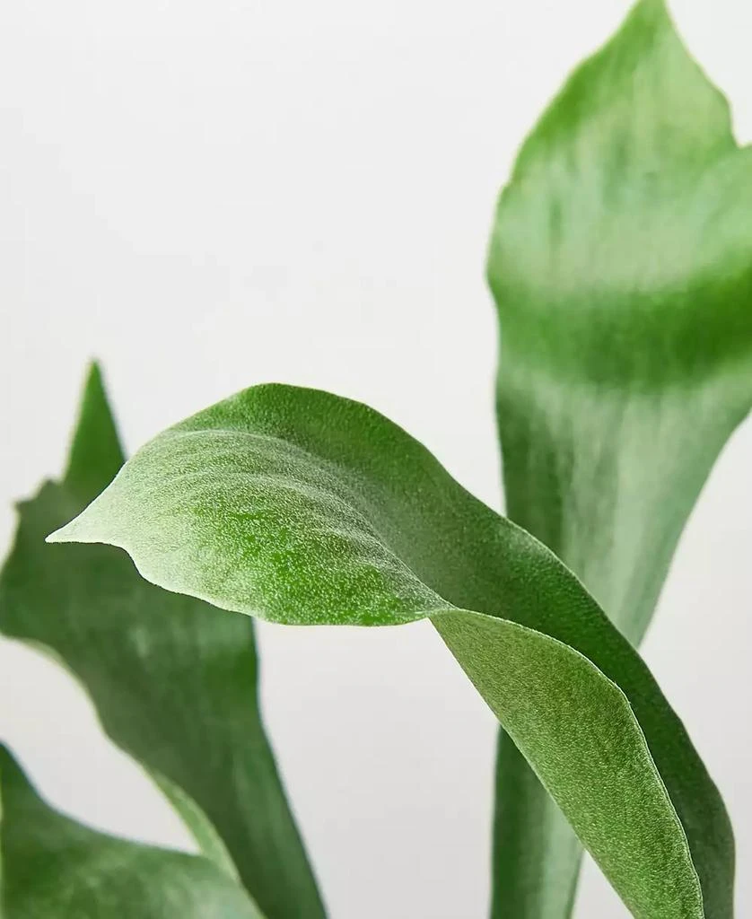 商品House Plant Shop|Staghorn Fern Live Plant, 6" Pot,价格¥191,第3张图片详细描述
