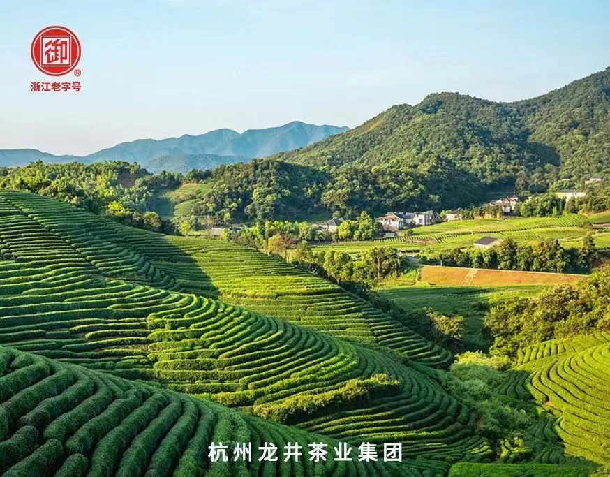 浙江老字号”御“牌龙井2023明前新茶 核心狮峰山产区 五星250克  商品